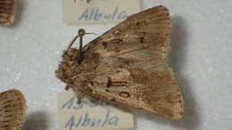 Image of Agrotis fatidica Hübner 1824