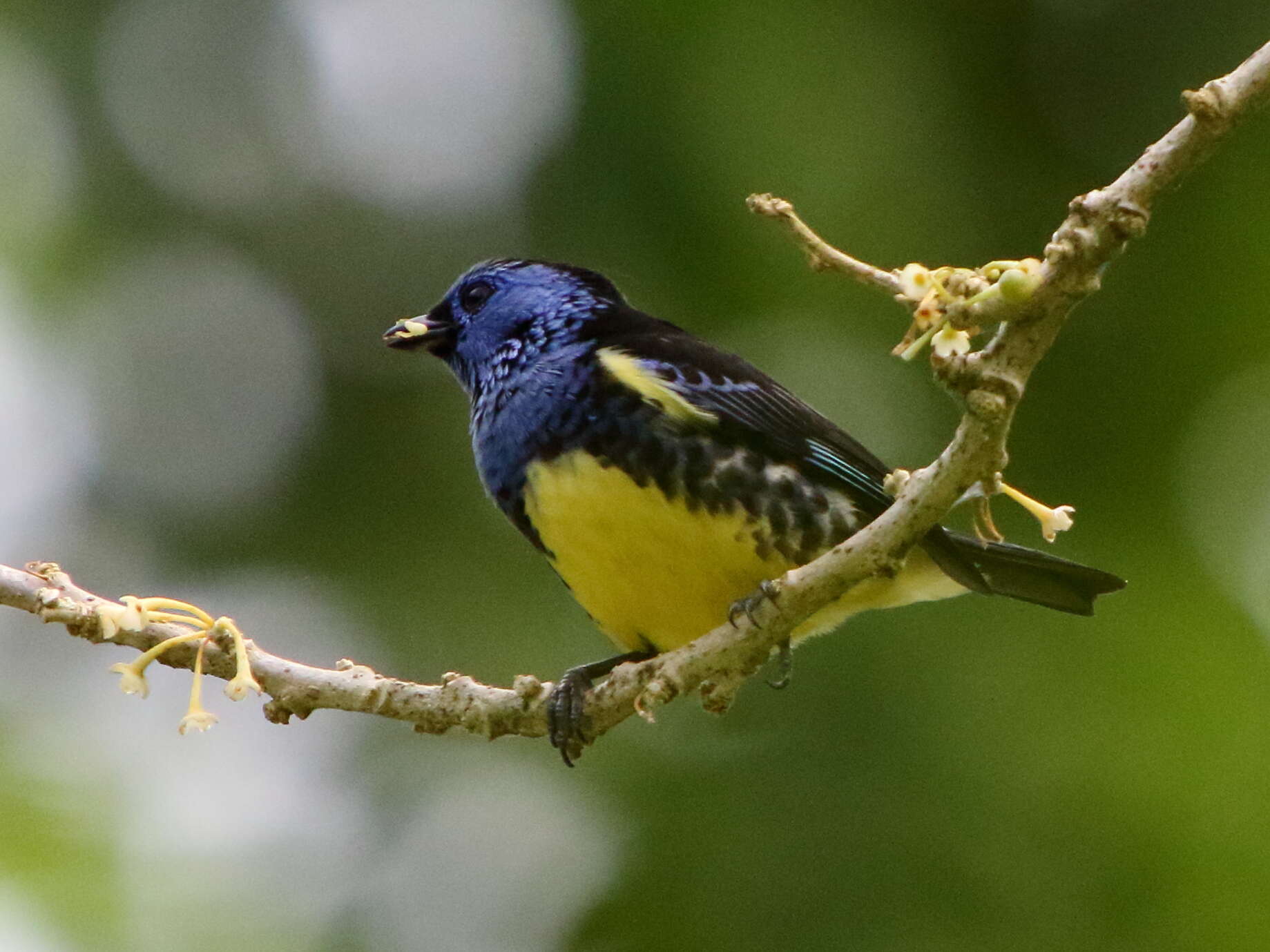 Image of Turquoise Tanager