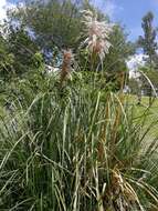 Cortaderia nitida (Kunth) Pilg.的圖片