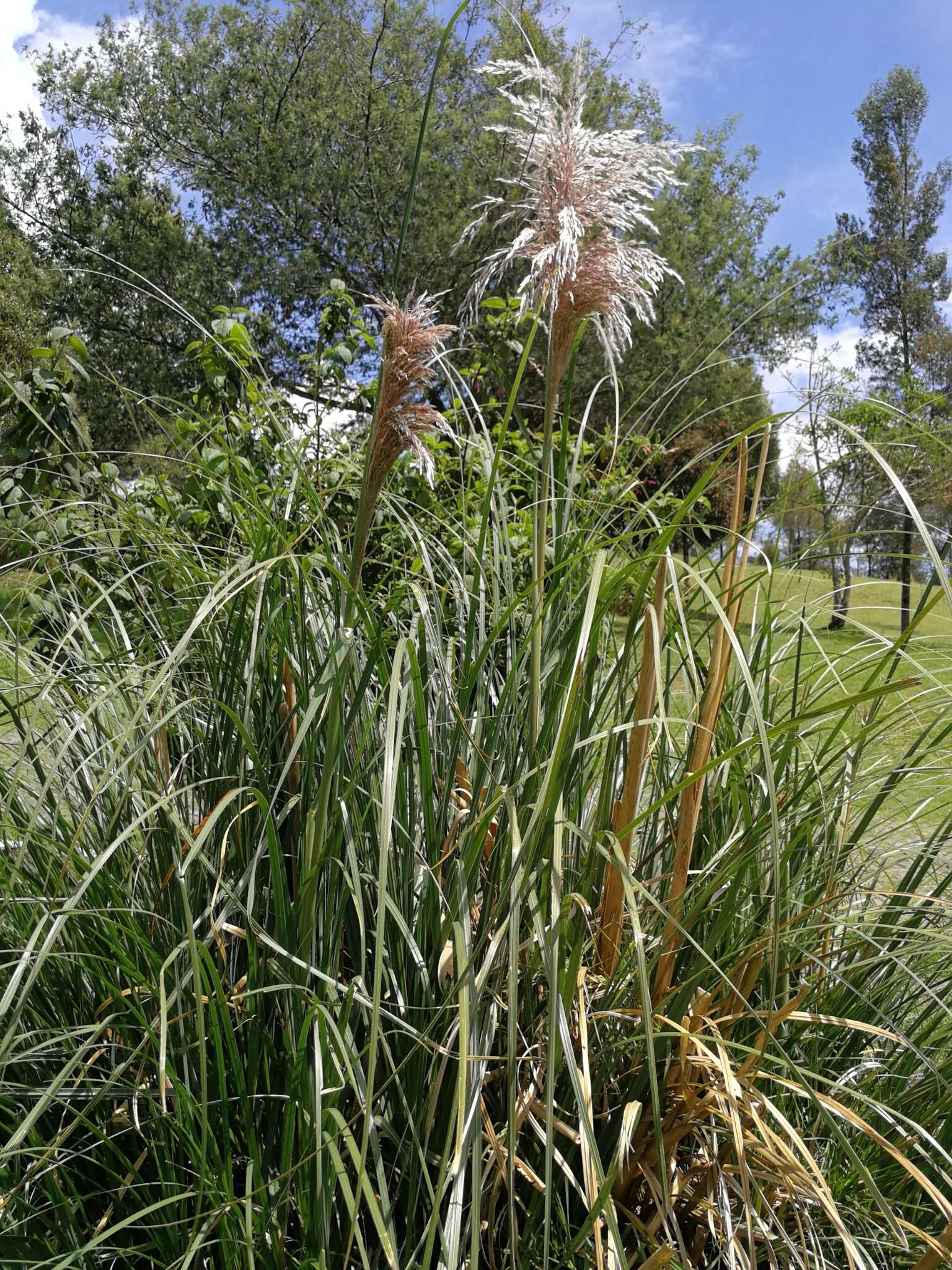 Cortaderia nitida (Kunth) Pilg.的圖片