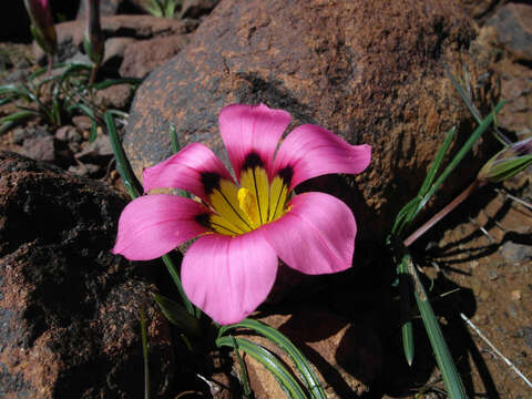 Image of Romulea subfistulosa M. P. de Vos