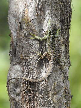 Image of Keeled Whorltail Iguana