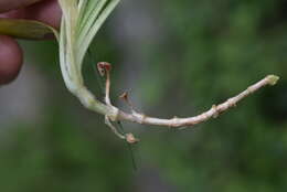 Silene nutans subsp. insubrica (Gaudin) Soldano的圖片