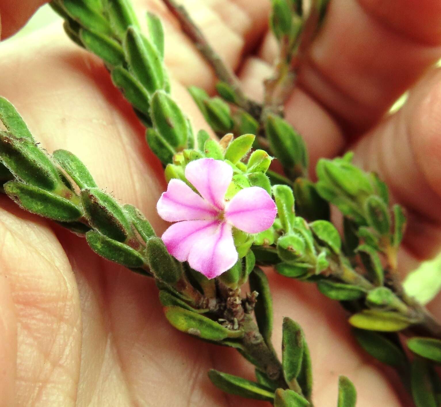 Image of Acmadenia mundiana Eckl. & Zeyh.