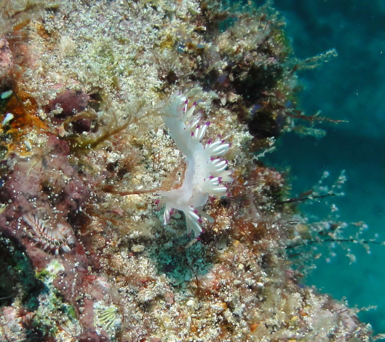 Image de Flabellina llerae Ortea 1989