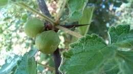 Слика од Commiphora africana (Rich.) Engl.