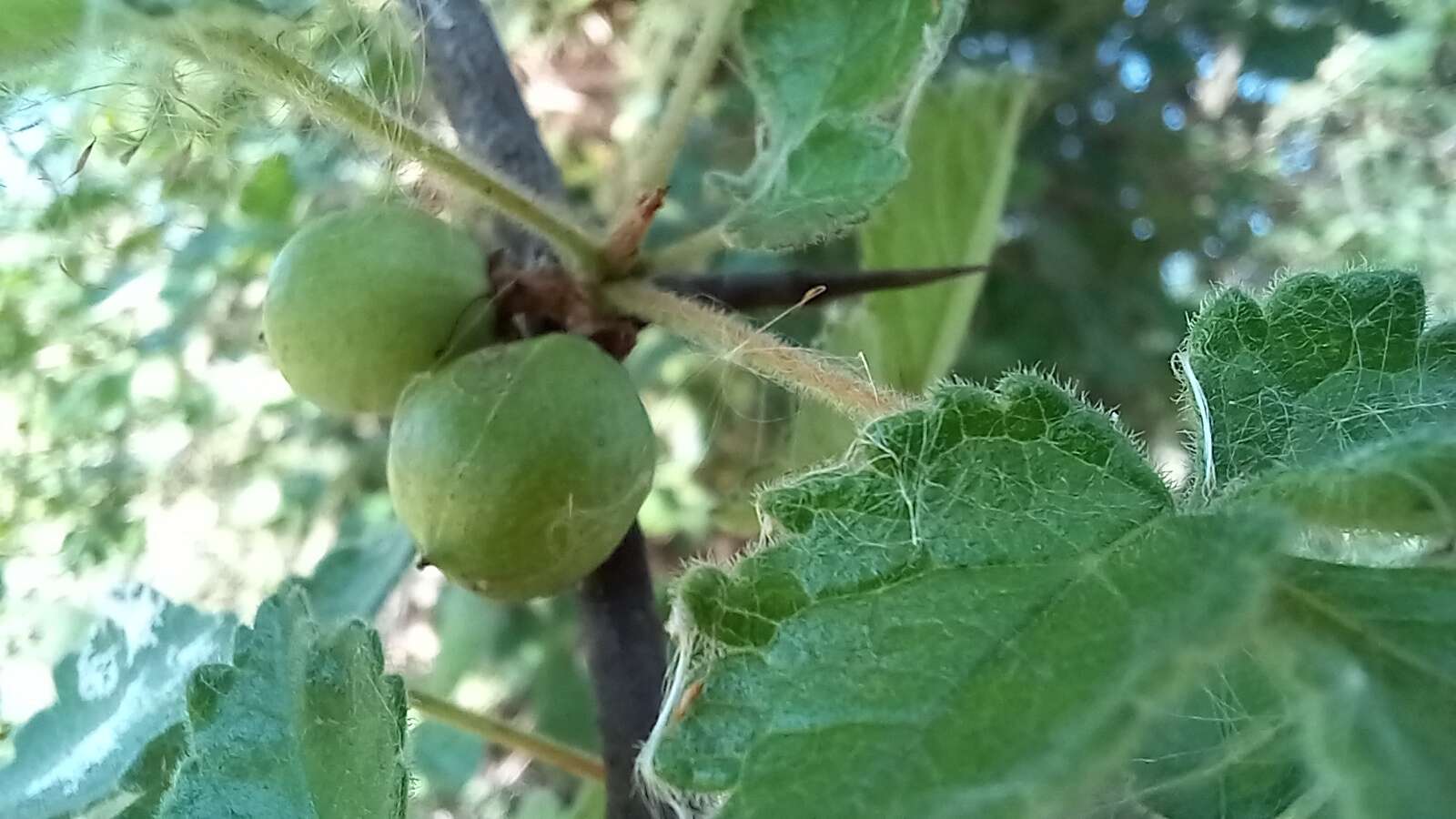 Imagem de Commiphora africana (Rich.) Engl.