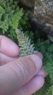 Image of lace lipfern