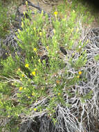 Image of Pulicaria glutinosa (Boiss.) Jaub. & Spach