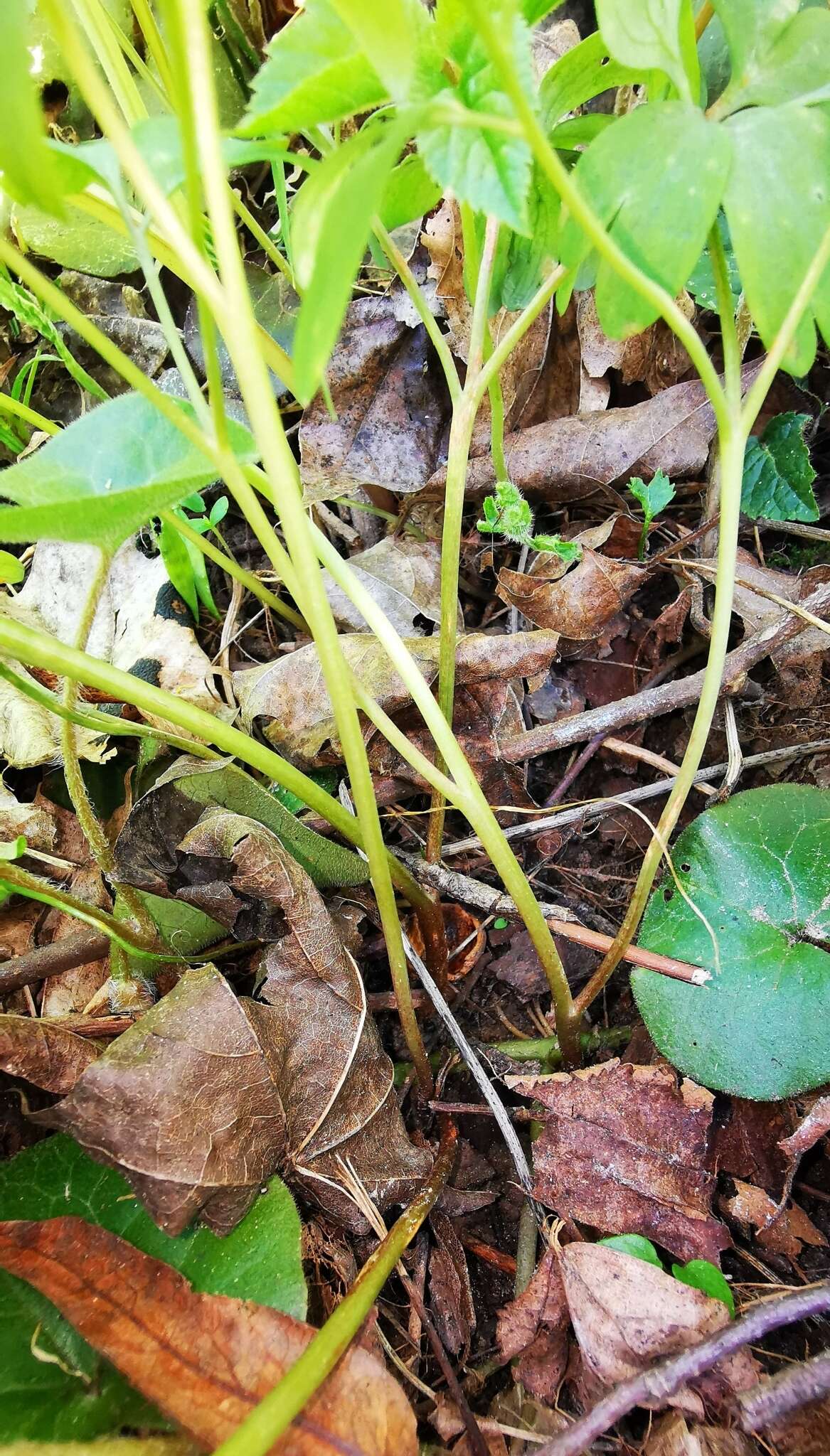 Peronospora corydalis-intermediae resmi