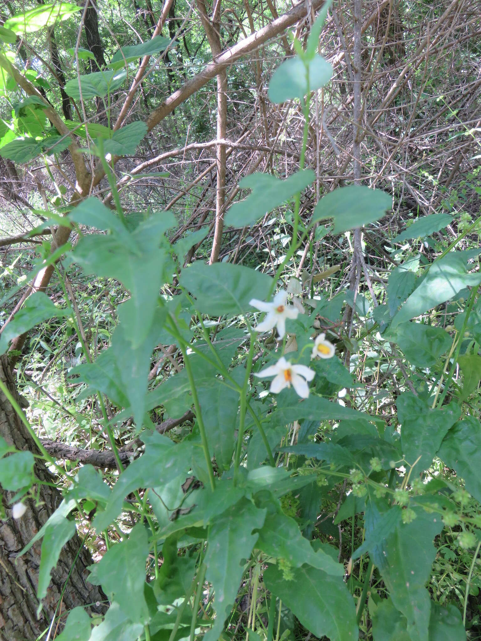 Image of Texas nightshade