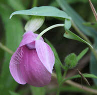 Image de Calochortus amoenus Greene