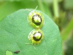 Image of Charidotella (Charidotella) purpurea (Linnaeus 1758)