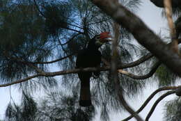 Image of Rufous-headed Hornbill
