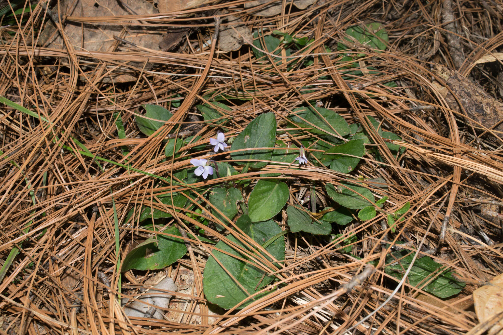 Image of Ponderosa violet