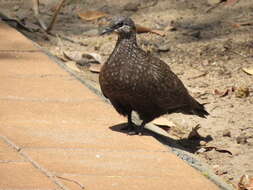 Image of Chestnut-quilled Rock Pigeon