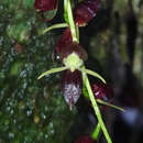 Imagem de Pleurothallis penduliflora Kraenzl.