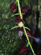 Imagem de Pleurothallis penduliflora Kraenzl.