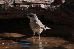 Image of Western Orphean Warbler