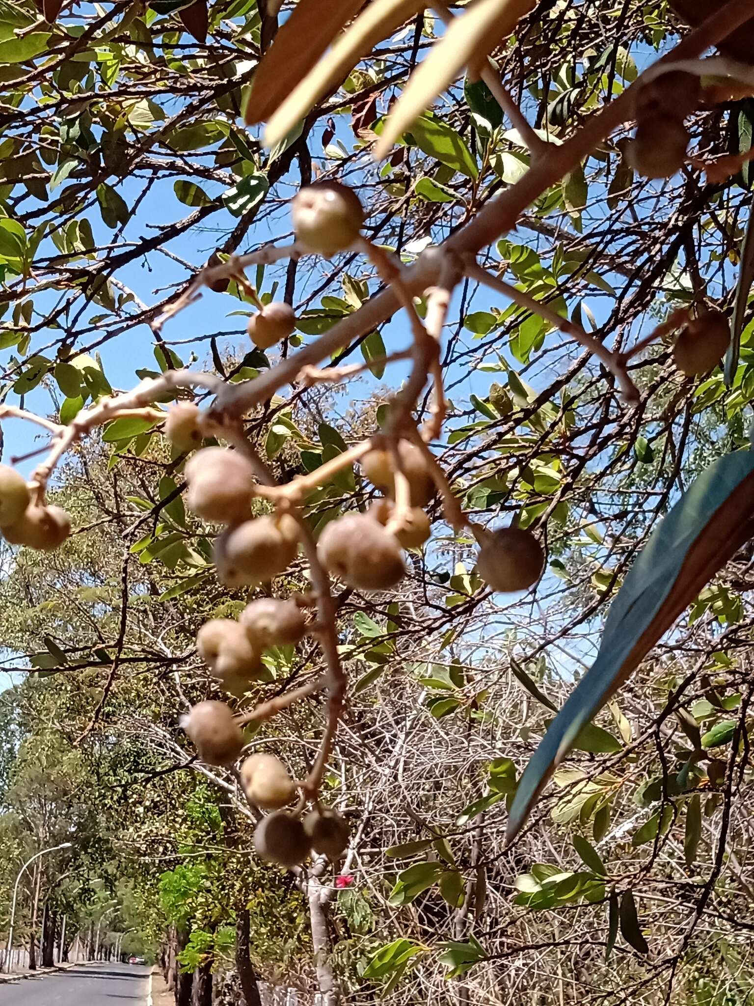 Image of Schefflera macrocarpa (Cham. & Schltdl.) Frodin