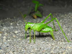 Image of Lesser Arid-land Katydid