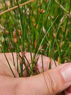 Image of Coleocarya gracilis S. T. Blake