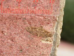 Image of Assembly Moth