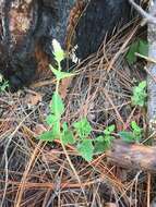 Image of Trans-Pecos giant hyssop