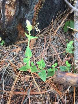 Слика од Agastache breviflora (A. Gray) Epling