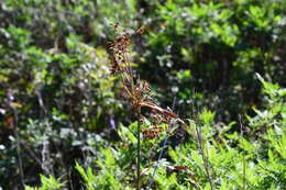 Imagem de Scirpus lushanensis Ohwi