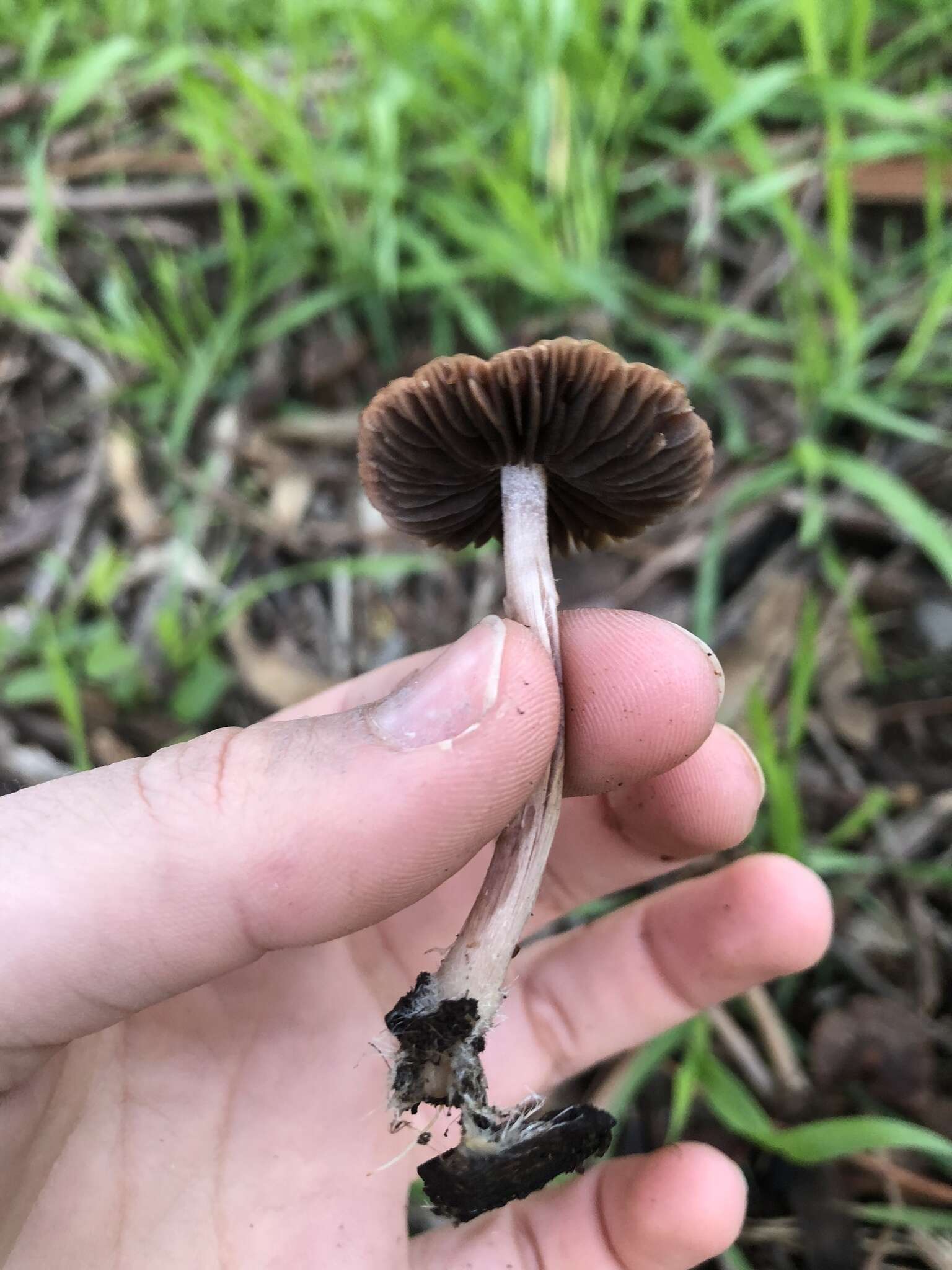 Image of Psathyrella bipellis (Quél.) A. H. Sm. 1946