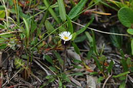 Image of arctic alpine fleabane