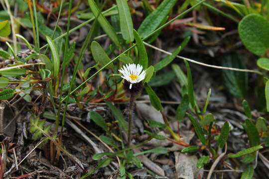 Image of arctic alpine fleabane