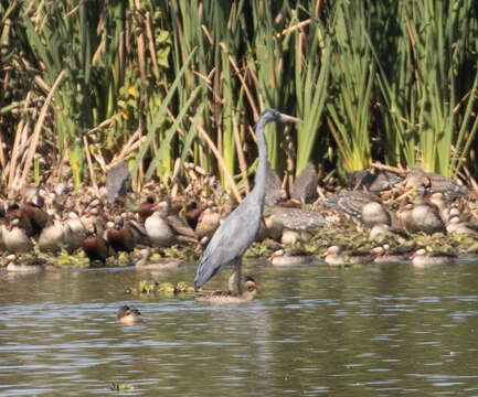 Image of Humblot's Heron