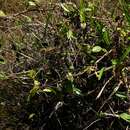 Image of Prestonia cayennensis (A. DC.) Pichon