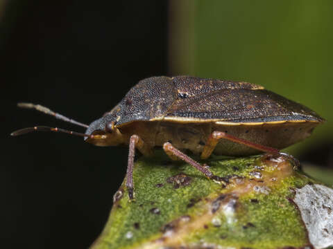 Image of Tholosanus Distant 1899