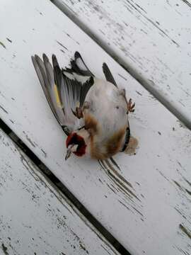 Image of Carduelis carduelis carduelis (Linnaeus 1758)