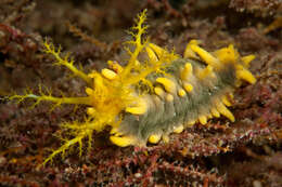 Image of robust sea cucumber