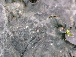 Image of jelly lichen