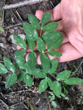 Image of yellow pimpernel