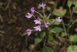 Image of slender false pennyroyal