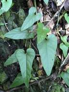 Image of Aristolochia shimadae Hayata