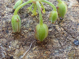 صورة Lomatium howellii (S. Wats.) Jepson