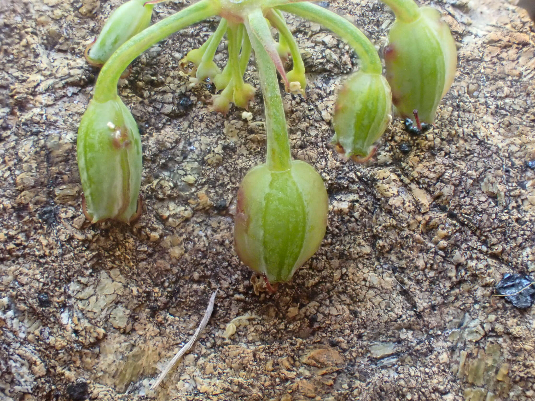 Слика од Lomatium howellii (S. Wats.) Jepson