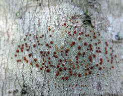 Image of Ramboldia russula (Ach.) Kalb, Lumbsch & Elix