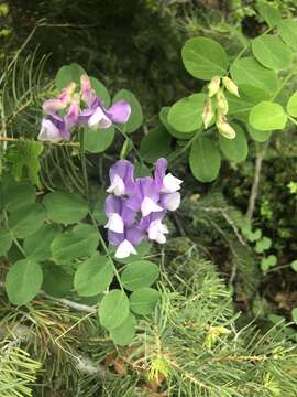 Lathyrus pauciflorus Fernald resmi