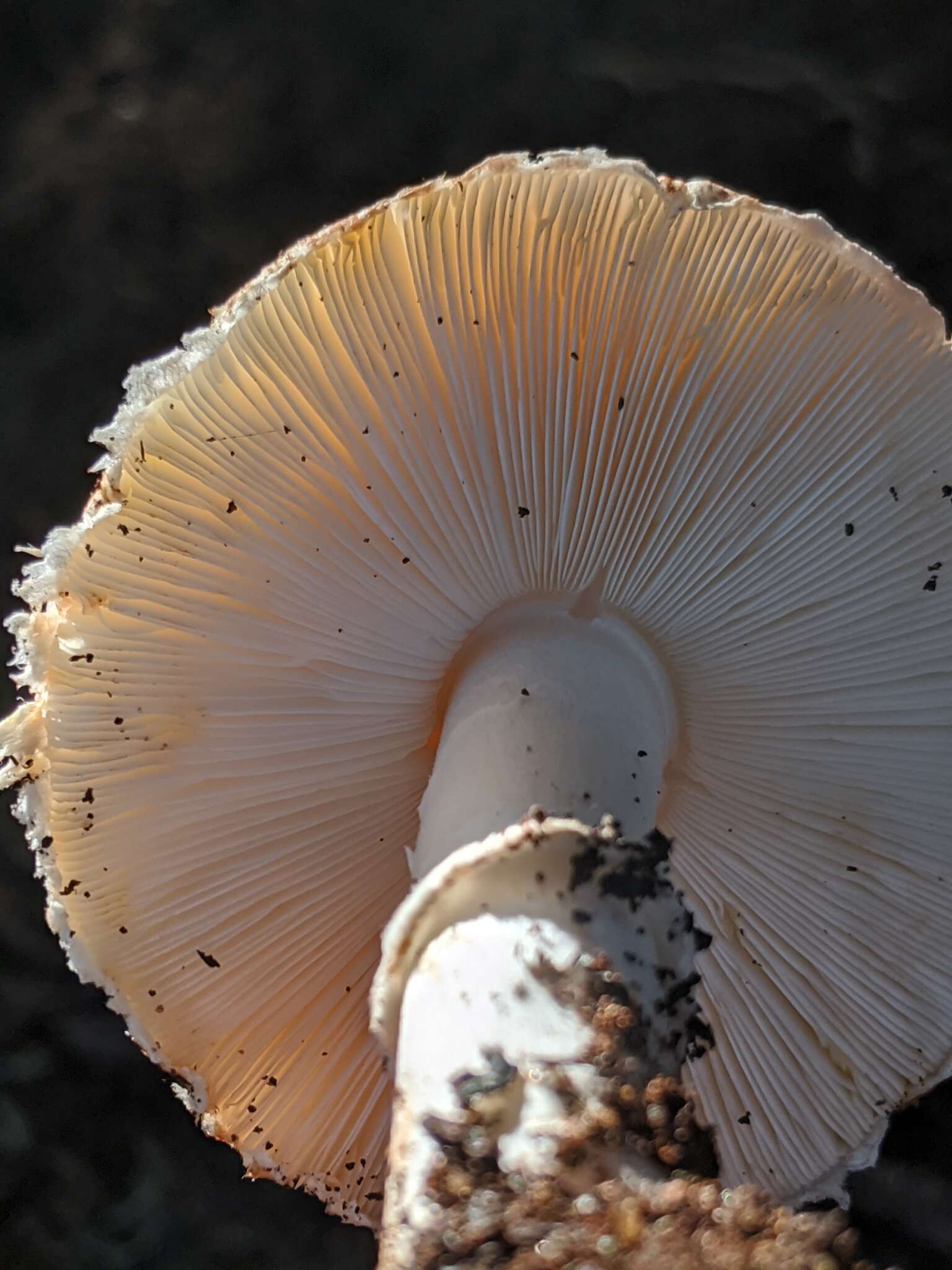 Image of Leucoagaricus cupresseus (Burl.) Boisselet & Guinb. 2001