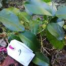 Image of Hoya australis subsp. tenuipes (K. Hill) P. I. Forster & D. J. Liddle