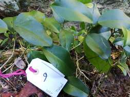 Image of Hoya australis subsp. tenuipes (K. Hill) P. I. Forster & D. J. Liddle