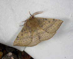 Anthela repleta (Walker 1855)的圖片